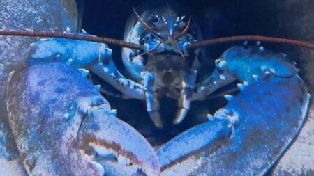 Staff at Irish aquarium baffled as rare albino lobster turns blue