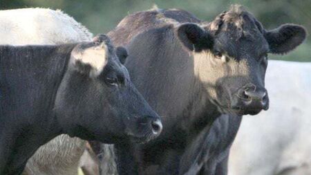 Irish beef exports to China suspended after case of BSE