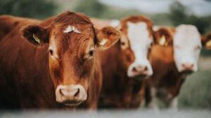 IFA calls for political pressure to resolve China beef export suspension IFA calls for political pressure to resolve China beef export suspension