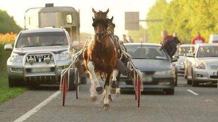Gardaí appeal for information after dangerous sulky race caused traffic chaos