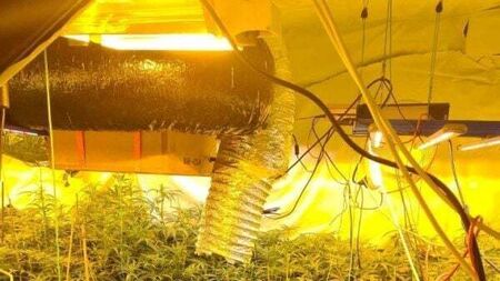 Two men arrested as gardaí seize cannabis plants worth €195,000