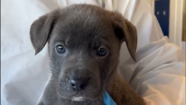 Six puppies found abandoned in cardboard box in Dublin graveyard
