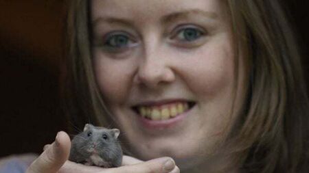 Irish hamster charity advises owners to consider ‘ethical care’ approach