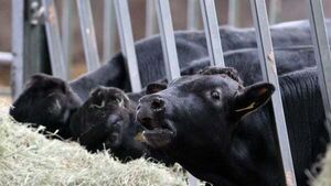 Beef exports should feature in Ireland-China talks, says think tank Beef exports should feature in Ireland-China talks, says think tank