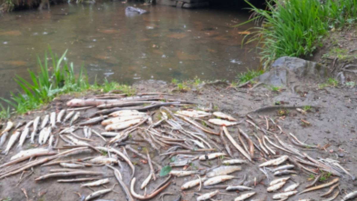 Uisce Éireann pleads guilty to water pollution charges connected to North Clare 'fish kill'