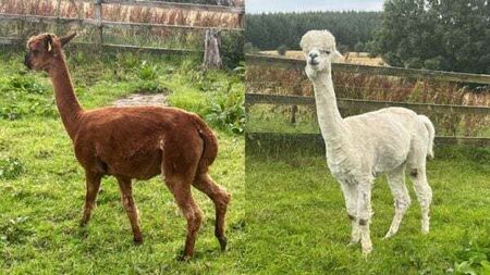 Two pregnant alpacas go missing as 'distraught' owner appeals for information