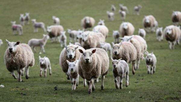 Appeal for information after 13 pregnant ewes stolen