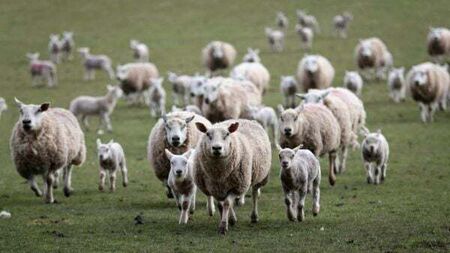 Appeal for information after 13 pregnant ewes stolen