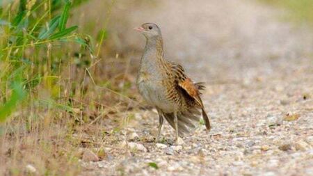Biodiversity grants given to schemes helping protect corncrakes and sand martins