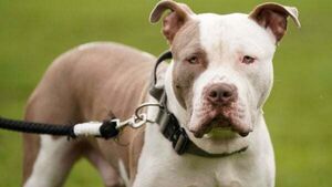 Stormont announces planned restrictions for XL bully owners in Northern Ireland