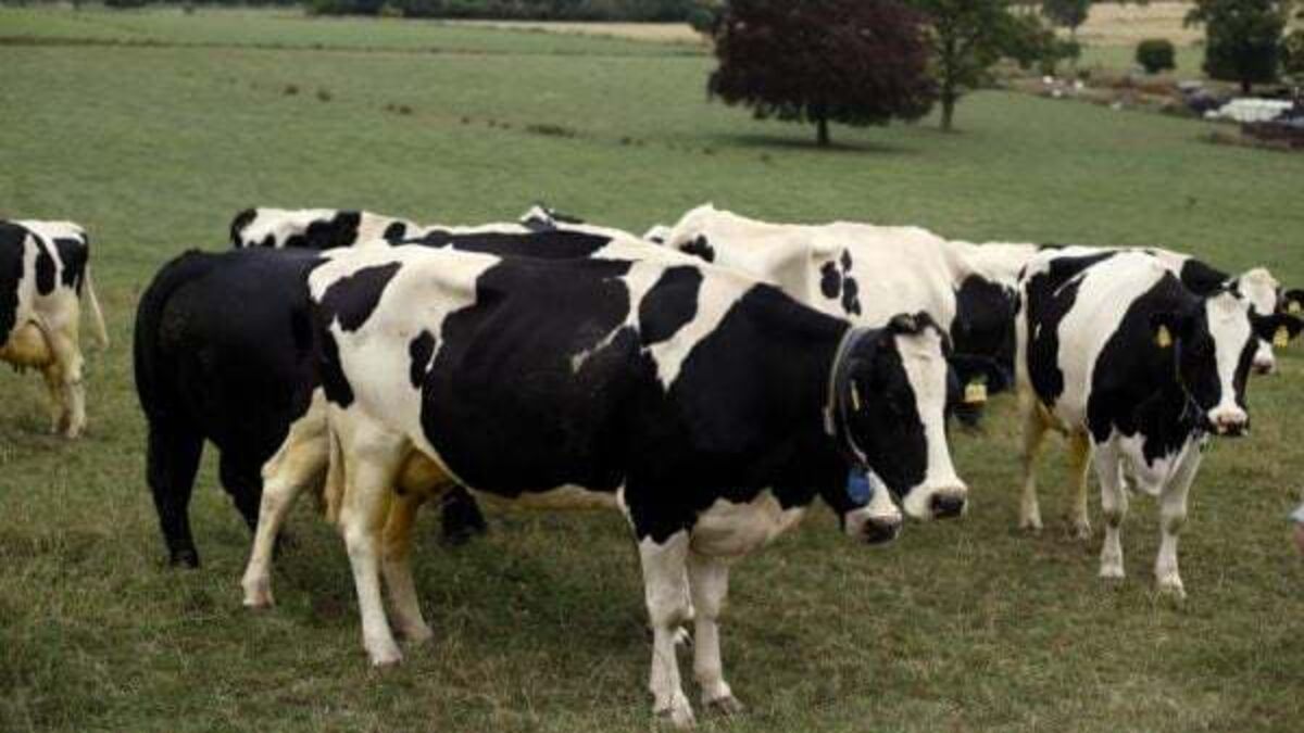 ‘Urgent action needed’ over supply of veterinary medicines to Northern Ireland