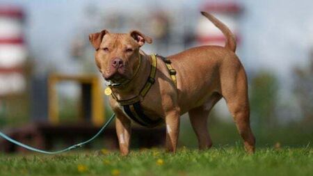 Urgent appeal for foster families for dogs needing surgery