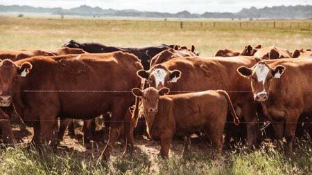 Court hears farmer made false statement about missing cattle that were in neighbour's shed
