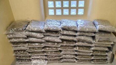 Suspected cannabis worth €1m seized in Co Meath