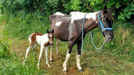 ISPCA issues nationwide fostering appeal for 24 rescued ponies, donkeys and horses