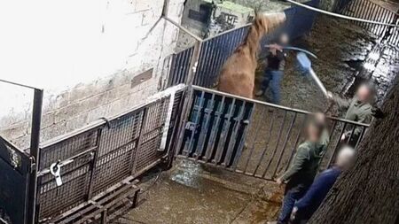 Horse Racing Ireland 'shocked and appalled' at abuses exposed in abattoir