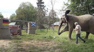 Bubi the elephant predicts Germany to win Euro 2024 opener against Scotland Bubi the elephant predicts Germany to win Euro 2024 opener against Scotland