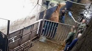 Major protest planned outside factory over 'abhorrent' horse abuse footage Major protest planned outside factory over 'abhorrent' horse abuse footage