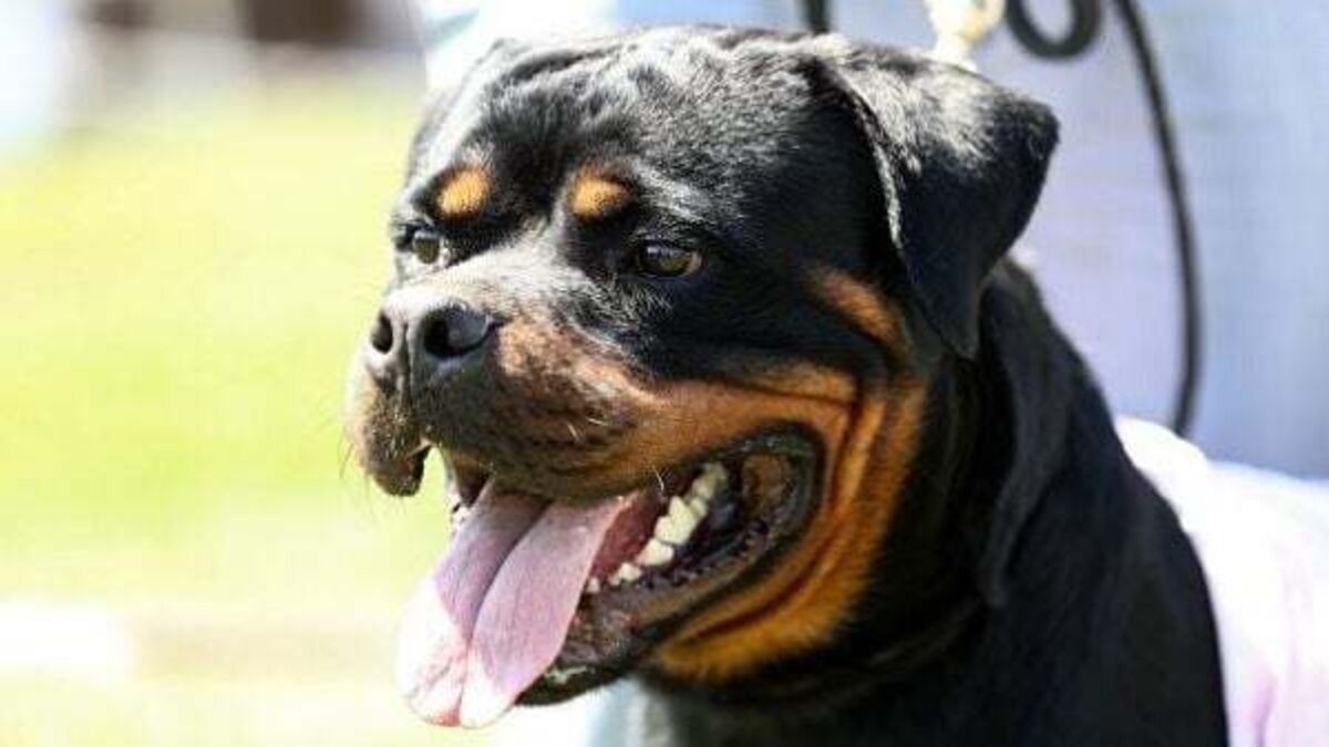 Man rushed to hospital after being attacked by dog while out running in Co Donegal