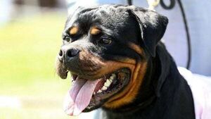 Man rushed to hospital after being attacked by dog while out running in Co Donegal Man rushed to hospital after being attacked by dog while out running in Co Donegal