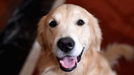 Girl allegedly attacked by golden retriever dog settles claim for €115,000