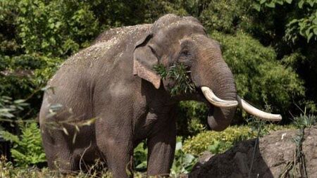 Dublin Zoo welcomes Aung Bo, its first bull elephant with tusks