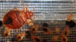 Supporters travelling to Paris Olympics warned over bed bugs Supporters travelling to Paris Olympics warned over bed bugs