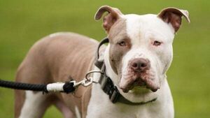 Up to 40 new dog wardens to be hired by local authorities following cash boost of €2 million Up to 40 new dog wardens to be hired by local authorities following cash boost of €2 million