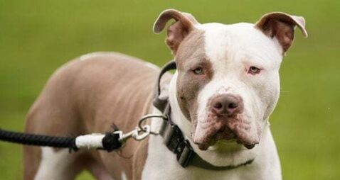 Up to 40 new dog wardens to be hired by local authorities following cash boost of €2 million