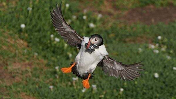Protection area could mean brighter future for puffins on Saltee Islands
