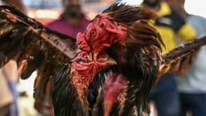 Evidence of suspected 'cock fighting' discovered alongside 15 dead roosters in Co Monaghan