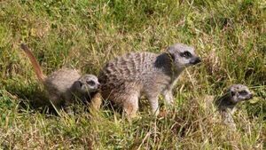 Fota Wildlife Park announces arrival of two new meerkat pups Fota Wildlife Park announces arrival of two new meerkat pups