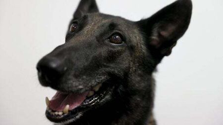 Irish woman 'lucky to be alive' after dog attack in Spain