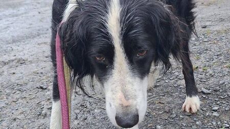 Dog terrified by thunderstorms found 33km from Roscommon home