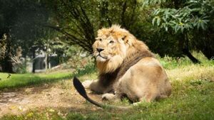 Fota Wildlife Park customers urged to cancel credit cards after cyberattack