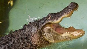 Alligator at Kilkenny zoo filmed stalking and lunging at camera