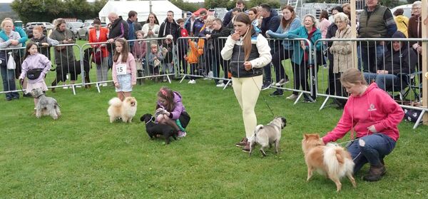 Small Dog competitors in the Gain All-Ireland Dog Show Small Dog competitors in the Gain All-Ireland Dog Show