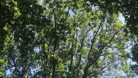 'Barbarism and vandalism': Farmer pleads guilty to destruction of native woodland