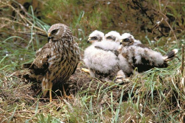 A rare hen harrier with her young A rare hen harrier with her young