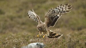 Plan launched to save rare bird of prey in Laois Plan launched to save rare bird of prey in Laois