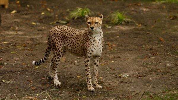 Cheetah from Fota Wildlife Park dies at Edinburgh zoo after short illness