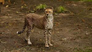 Cheetah from Fota Wildlife Park dies at Edinburgh zoo after short illness