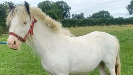 Wexford man convicted of cruelty to a pony an ordered to pay fines of €8k