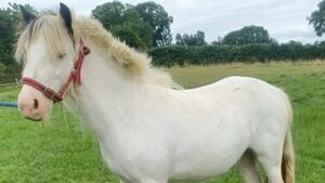 Wexford man convicted of cruelty to a pony an ordered to pay fines of €8k