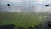 Blue-green algae on Ireland's largest lake to be observed from space