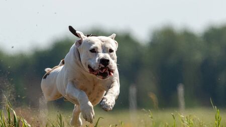 Woman's dog attacked by Staffy 