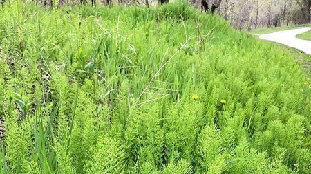 Weed spreading rapidly along a roadside in Laois