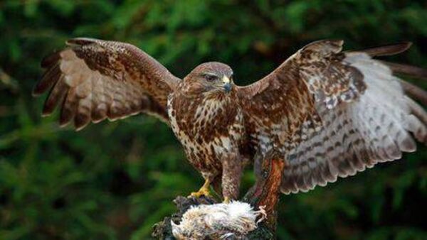 Man claims small bird population 'wiped out' in an area around Laois