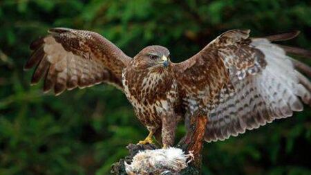 Man claims small bird population 'wiped out' in an area around Laois