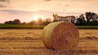 Agricultural land sold for median price of over €9k per acre last year - CSO